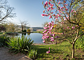 Blühender Magnolienbaum und Palmlilien vor Schwimmteich