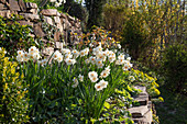 Flowering daffodils 'Bridal Crown' in the hillside garden, terraced with dry stone walls