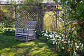 Wicker armchairs by the bed with flowering daffodils and pergola with trellis