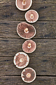 Six Agaricus campestris mushrooms on grey wood deck