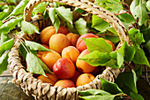 Freshly harvested apricots in a basket