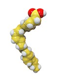 Docosahexaenoic acid, molecular model