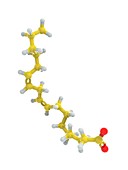 Linoleic acid, molecular model