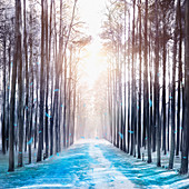 Blue feathers falling in avenue of trees, illustration