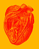 Heart, 19th century illustration