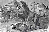 Lion killing its prey, 19th century illustration