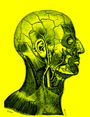 Superficial veins of the skull and face, illustration