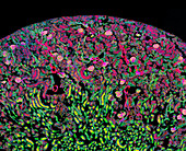 Kidney, confocal light micrograph