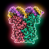 Regulator LuxR complexed with DNA, molecular model