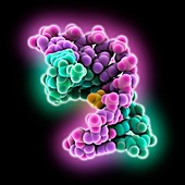 DNA-RNA hybrid, molecular model