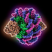 Yeast nucleosome complexed with antibody, molecular model