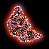 THF riboswitch aptamer domain, molecular model