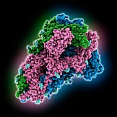 South African SARS-CoV-2 spike protein, molecular model