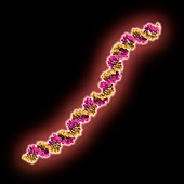 AddAB promoter DNA, molecular model