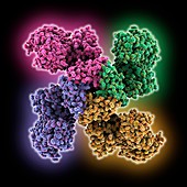 Insecticidal toxin tetramer, molecular model