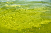 Algal bloom on Lake Windermere, UK