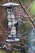 Long-tailed tits