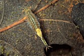 Fairy shrimp swimming in shallow pool