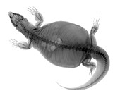 Savannah monitor, X-ray