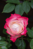 Rosa 'Double Delight'
