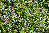 Red clover (Trifolium pratense) sprouting seeds