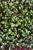 Radish (Raphanus sativus var. China Rose) sprouting seeds