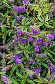 Hebe buxifolia 'Patty's Purple'