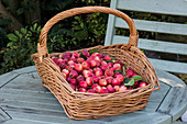 Malus sylvestris 'Red Sentinel' fruit in basket