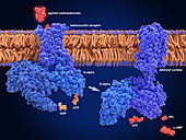 Setmelanotide anti-obesity drug, molecular mode