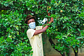 Man harvesting lemons