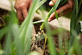 Hand harvesting leek plant