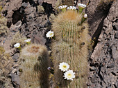 Cacti (Echinopsis atacamensis)