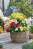 Frühlingskorb mit Ginster 'Allgold', Narzissen 'Barrett Browning', Primeln Spring Bouquet 'Orange-Rot', 'Lime' und Sterntulpe