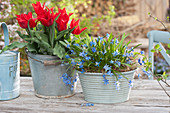 Topf Arrangement mit Blausternchen und lilienblütigen Tulpen 'Pieter de Leur'