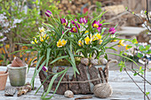 Jardiniere mit Wildtulpen: Zwergtulpe 'Persian Pearl' und Sterntulpe, dekoriert mit Moos, Rinde und Schneckenhäuschen