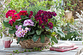 Korb-Schale mit Primeln Spring Bouquet 'Lilac Dark' 'Rosa-Kirsch' 'Flieder', Thymian und Gänsekresse