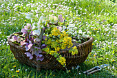 Korb mit Lenzrosen und Blütenzweigen von Kornelkirsche 'Gourmet Dirndl' und Zierkirsche