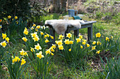 Frühling im Garten: Narzissen in der Wiese, Holzbank mit Fell und Tablett mit Gläsern und Krug