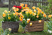 Blooming tulips in basket and old wine boxes