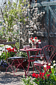 Frühlingsterrasse mit blühender Felsenbirne, Tulpen, Märzenbecher, Hornveilchen, Sitzgruppe und Frühlingsstrauß