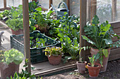 Container garden of potted radish, kohlrabi, lettuce, and cavolo nero kale in the greenhouse and seedlings in a gardener's box