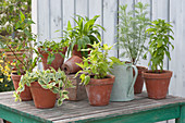 Herbal arrangement: Vietnamese coriander, Iceplant - baby sun rose 'Variegata', Bacopa, ribwort, pineapple sage, southernwood, and sugarcane