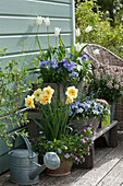 Frühlings-Arrangement an Blumentreppe: Narzisse 'Tahiti', Hornveilchen, lilienblütige Tulpen 'Tres Chic', Goldlack 'Winter Charme' und Vergißmeinnicht