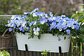 flower box with blue horned violets on a balcony railing