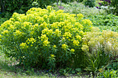 Blühende Gold-Wolfsmilch, Busch-Wolfsmilch 'Ascot Rainbow'  im Garten