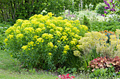 Blühende Gold-Wolfsmilch, Busch-Wolfsmilch 'Ascot Rainbow' und Purpurglöckchen im Garten
