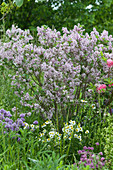 Dwarf Meyer lilac 'Palibin' with blooming chamomile and chives