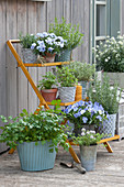 Herbs on a plant stand with parsley, rosemary, horned violets, tarragon, thyme, oregano, and savory