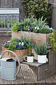 Wooden boxes planted with rosemary, thyme, oregano, horned violets, and fragrant violets, enamel mugs with rosemary and cavolo nero kale