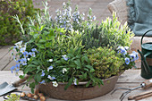 Zinc tray as a herb garden: sage, lavender 'Platinum Blonde', lemon thyme 'Golden King', horned violet, thyme, rosemary and honeydew melon sage